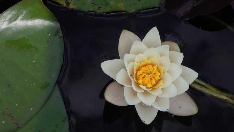 How Dynamic Pricing Maximizes Hotel Revenue